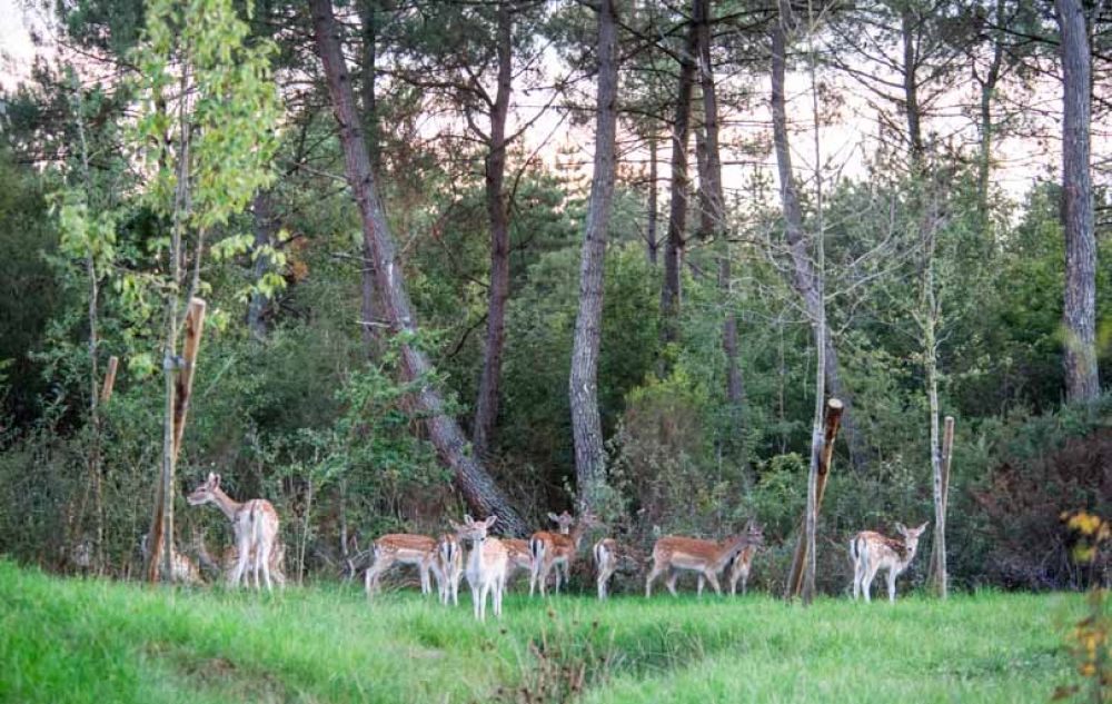 que center parcs choisir